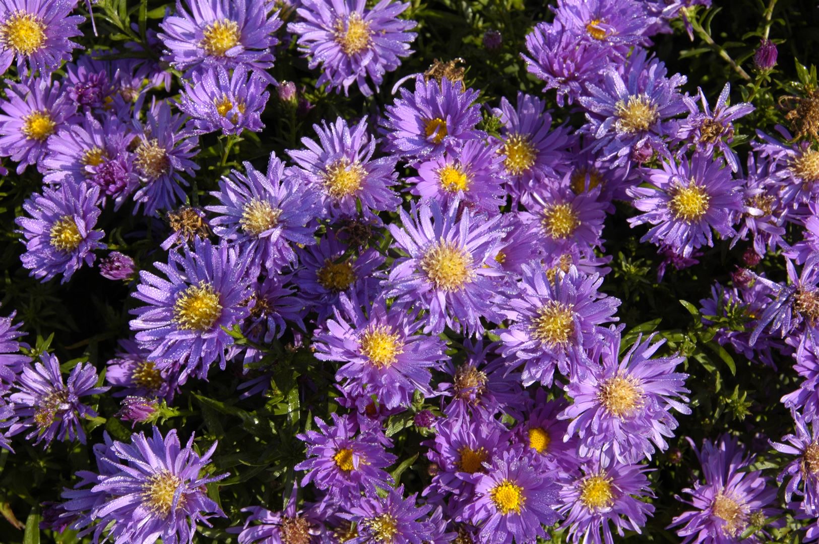 Aster dumosus 'Blaue Lagune', Kissen-Aster, blau, ca. 9x9 cm Topf - Bild 1