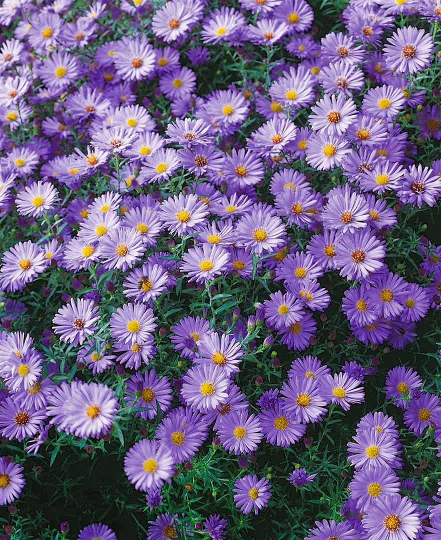 Aster dumosus 'Blauer Gletscher', Kissen-Aster, blau, ca. 9x9 cm Topf - Bild 1