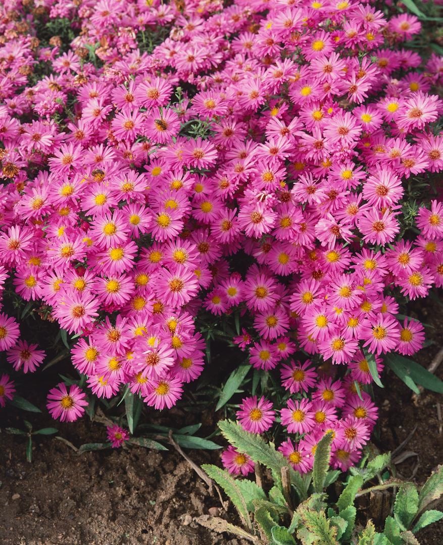 Aster dumosus 'Heinz Richard', Kissen-Aster, violett, ca. 9x9 cm Topf - Bild 1