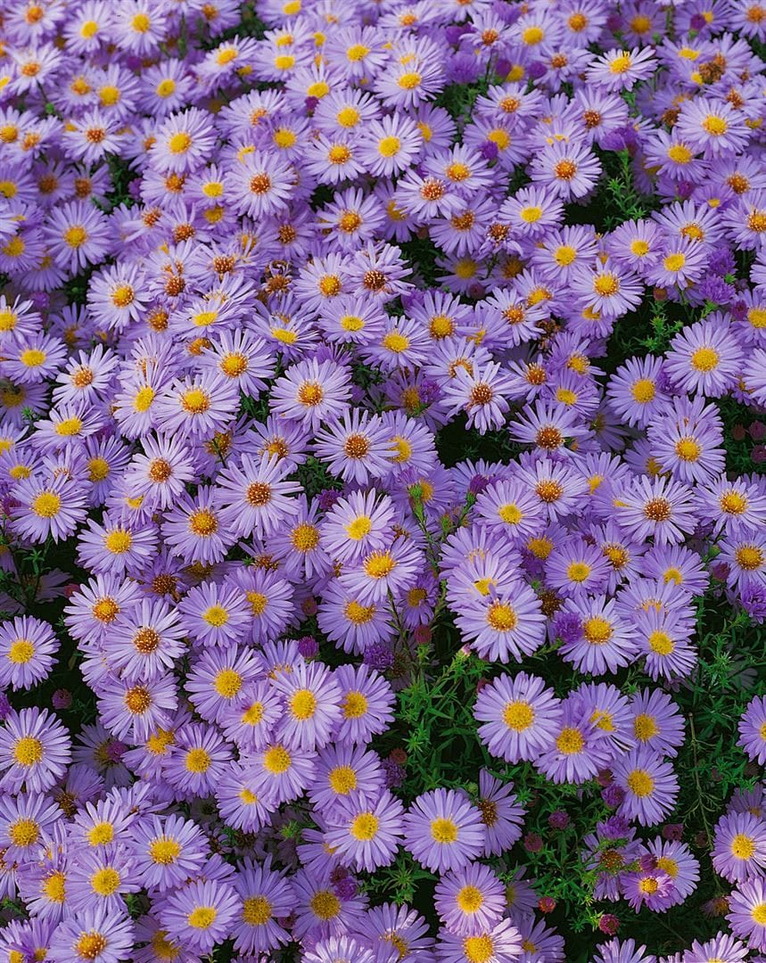 Aster dumosus 'Herbstpurzel', Kissen-Aster, purpur, ca. 9x9 cm Topf - Bild 1