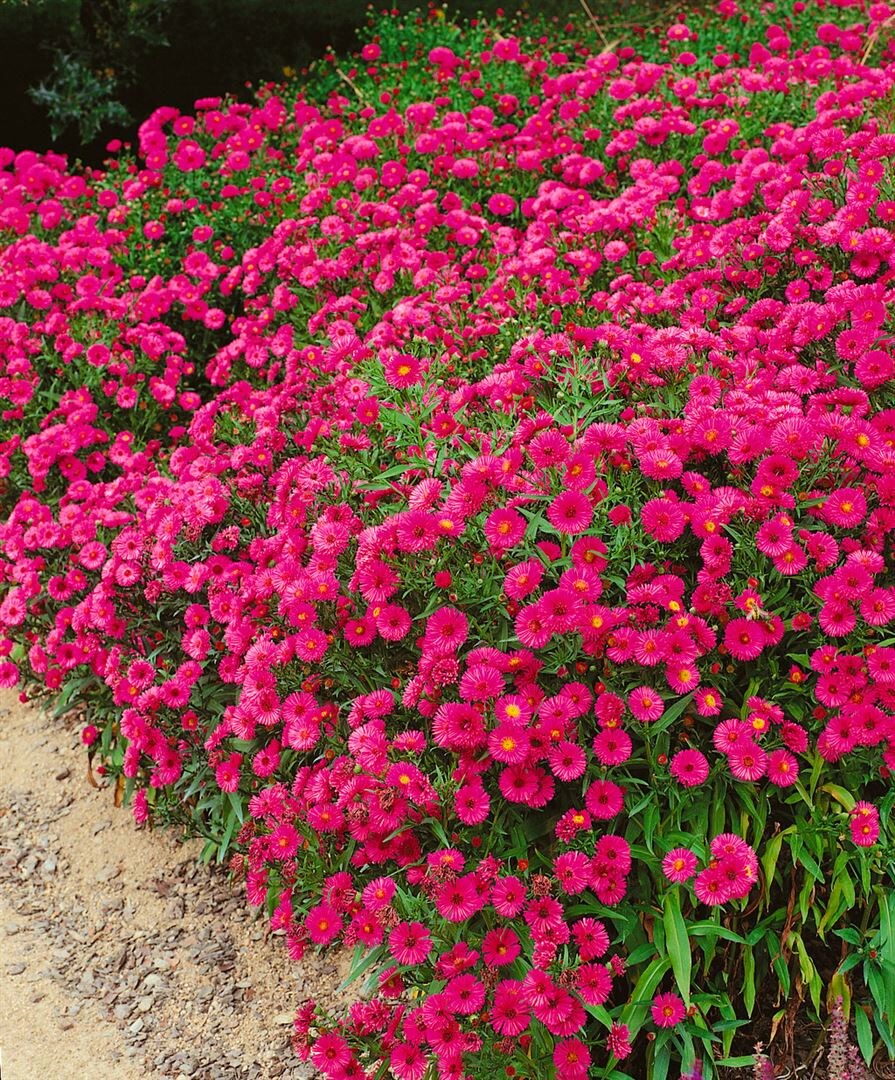Aster dumosus 'Jenny', Kissen-Aster, rosa, ca. 9x9 cm Topf - Bild 1