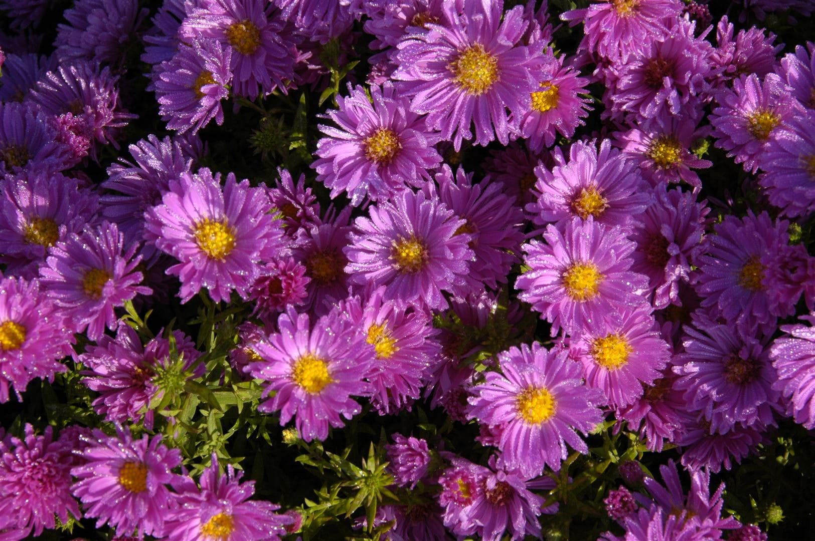 Aster dumosus 'Kassel', Kissen-Aster, violett, ca. 9x9 cm Topf - Bild 1