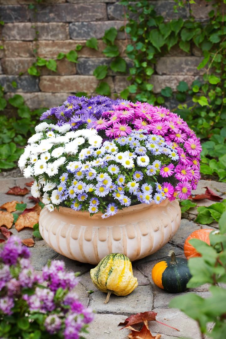 Aster dumosus 'Kristina', Kissen-Aster, wei&szlig;, ca. 9x9 cm Topf - Bild 1