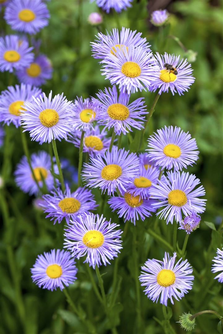 Aster dumosus 'Lady in Blue', Kissen-Aster, blau, ca. 9x9 cm Topf - Bild 1