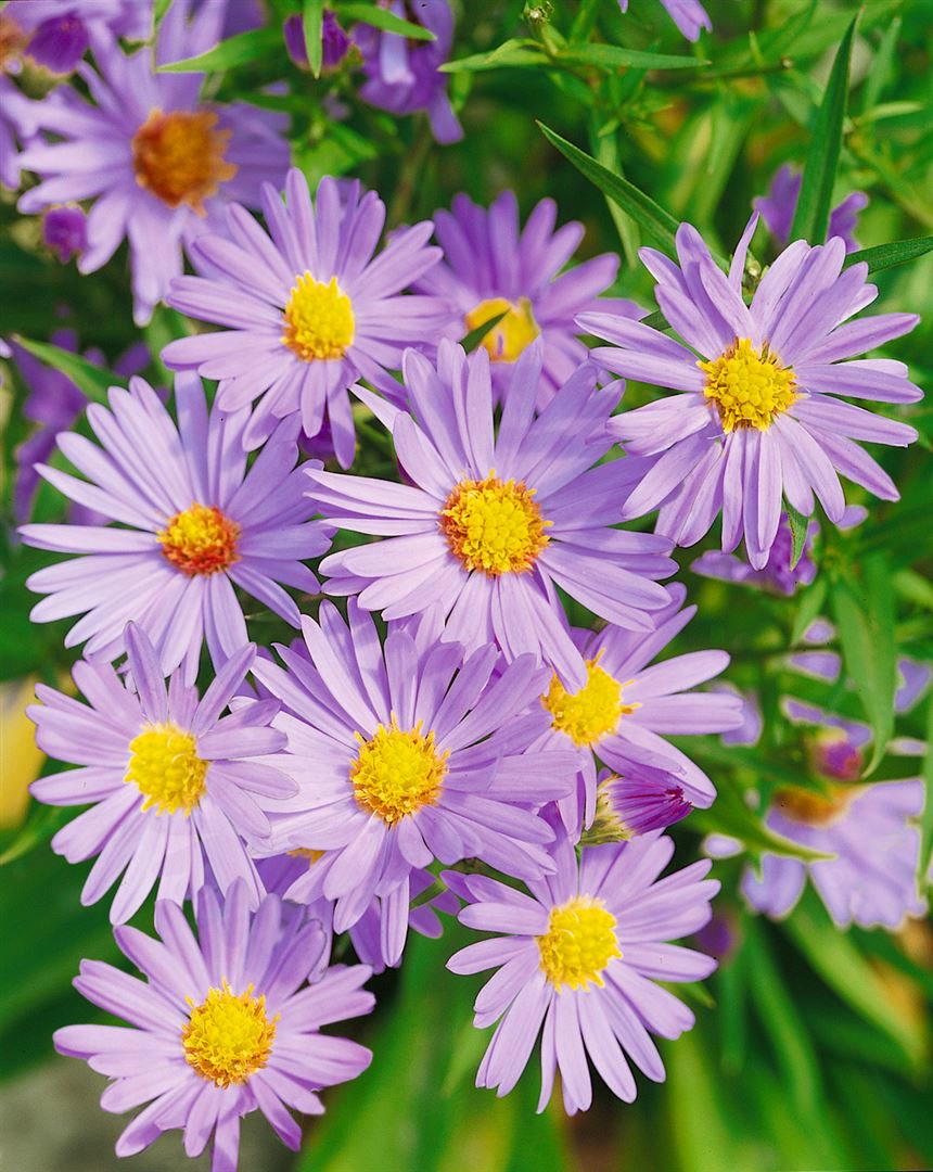Aster dumosus 'Mittelmeer', Kissen-Aster, violett, ca. 9x9 cm Topf - Bild 1