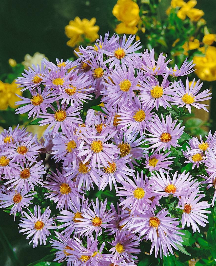 Aster dumosus 'Silberteppich', Kissen-Aster, silberwei&szlig;, ca. 9x9 cm Topf - Bild 1