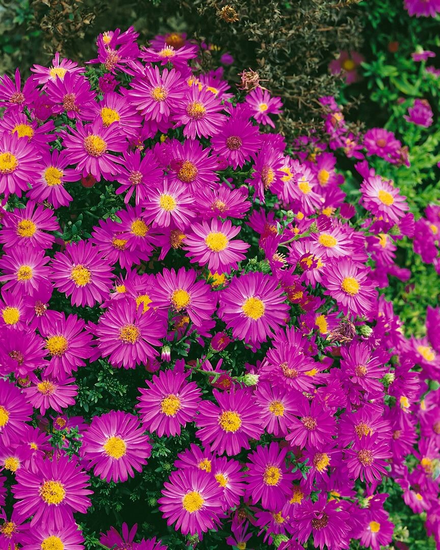 Aster dumosus 'Starlight', Kissen-Aster, violett, ca. 9x9 cm Topf - Bild 1