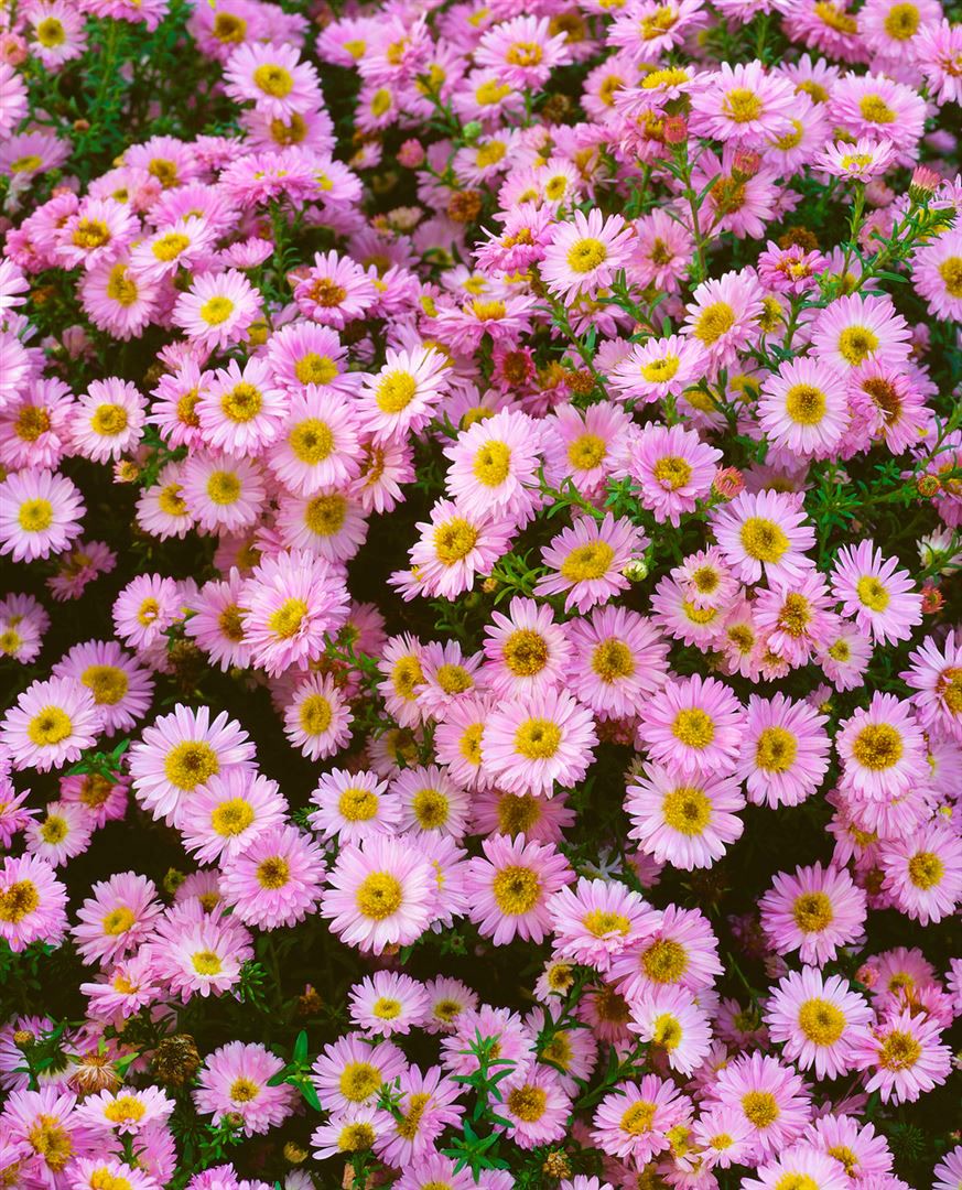 Aster dumosus 'Tina', Kissen-Aster, violett, ca. 9x9 cm Topf - Bild 1