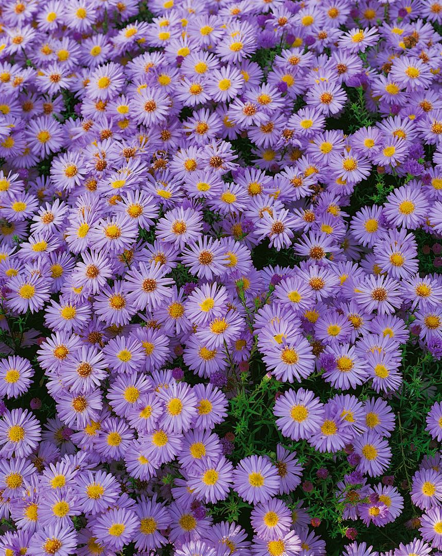 Aster dumosus 'Zwergenhimmel', Kissen-Aster, blau, ca. 9x9 cm Topf - Bild 1