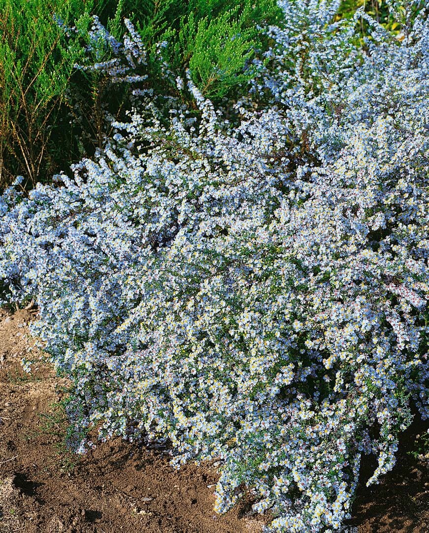 Aster ericoides 'Blue Wonder', Heide-Aster, blau, ca. 11x11 cm Topf - Bild 1