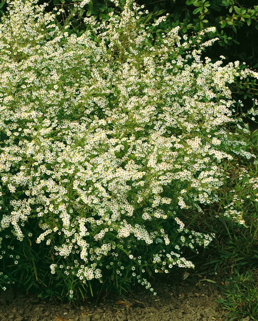 Aster ericoides 'Golden Spray', Heideaster, gelb, ca. 9x9 cm Topf - Bild 1
