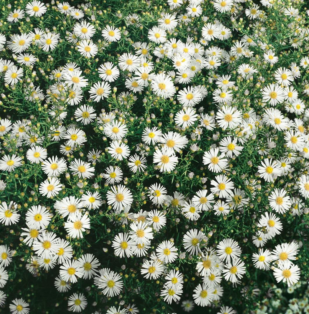 Aster ericoides 'Herbstmyrthe', Heide-Aster, wei&szlig;, ca. 9x9 cm Topf - Bild 1