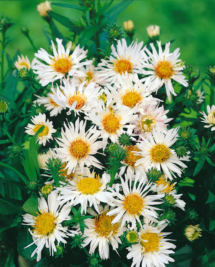 Aster ericoides 'Schneetanne', Heideaster, wei&szlig;, ca. 11x11 cm Topf - Bild 1