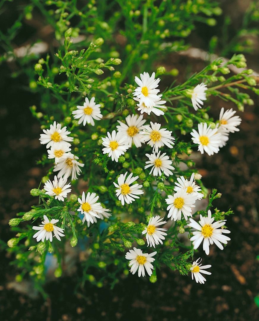Aster ericoides 'Wei&szlig;er Zwerg', wei&szlig;, ca. 9x9 cm Topf - Bild 1