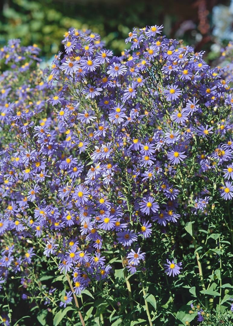 Aster laevis 'Calliope', Glattblatt-Aster, violett, ca. 11x11 cm Topf - Bild 1