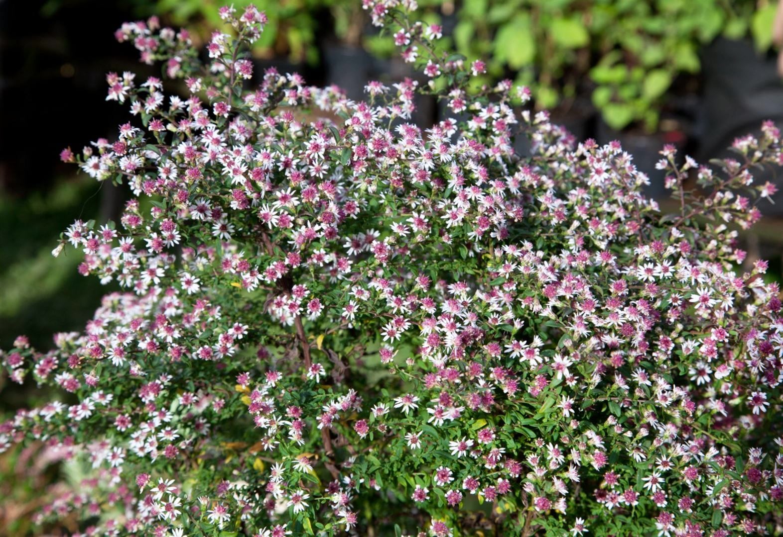 Aster lateriflorus horiz.'Prince', Herbstaster, purpur, ca. 11x11 cm Topf - Bild 1