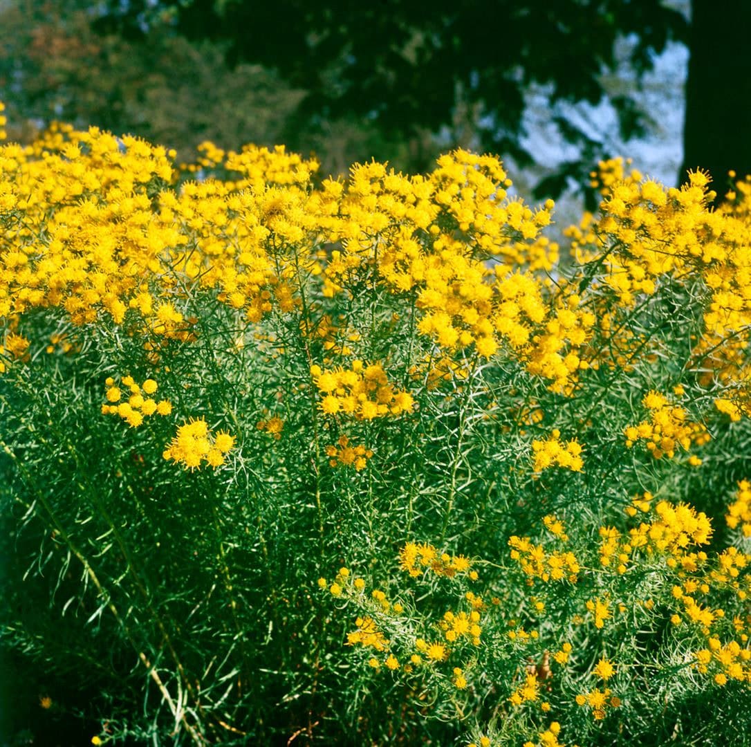 Aster linosyris, Goldhaar-Aster, gelb, ca. 9x9 cm Topf - Bild 1
