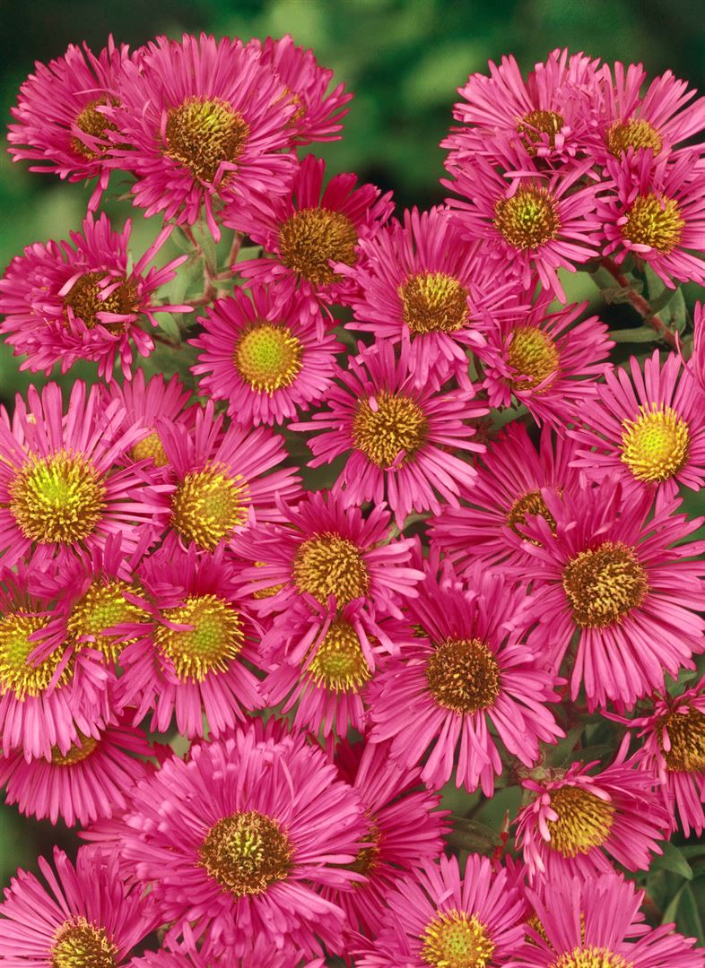 Aster novae-angliae 'Alma P&ouml;tschke', Herbstaster, pink, ca. 11x11 cm Topf - Bild 1