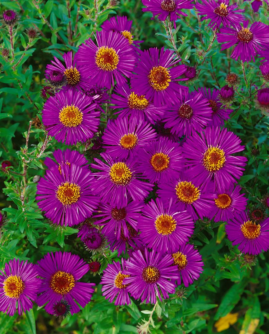 Aster novae-angliae 'Andenken an P.Gerber', rosa, ca. 9x9 cm Topf - Bild 1