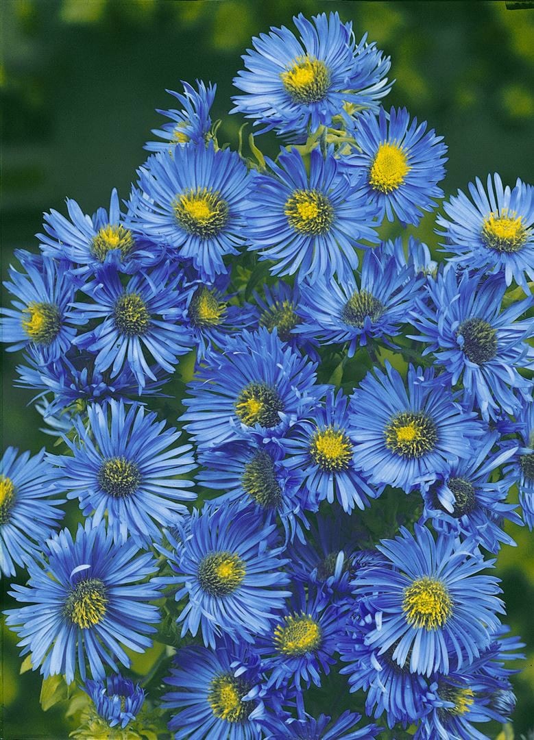 Aster novae-angliae 'Barr's Blue', Herbstaster, blau, ca. 11x11 cm Topf - Bild 1
