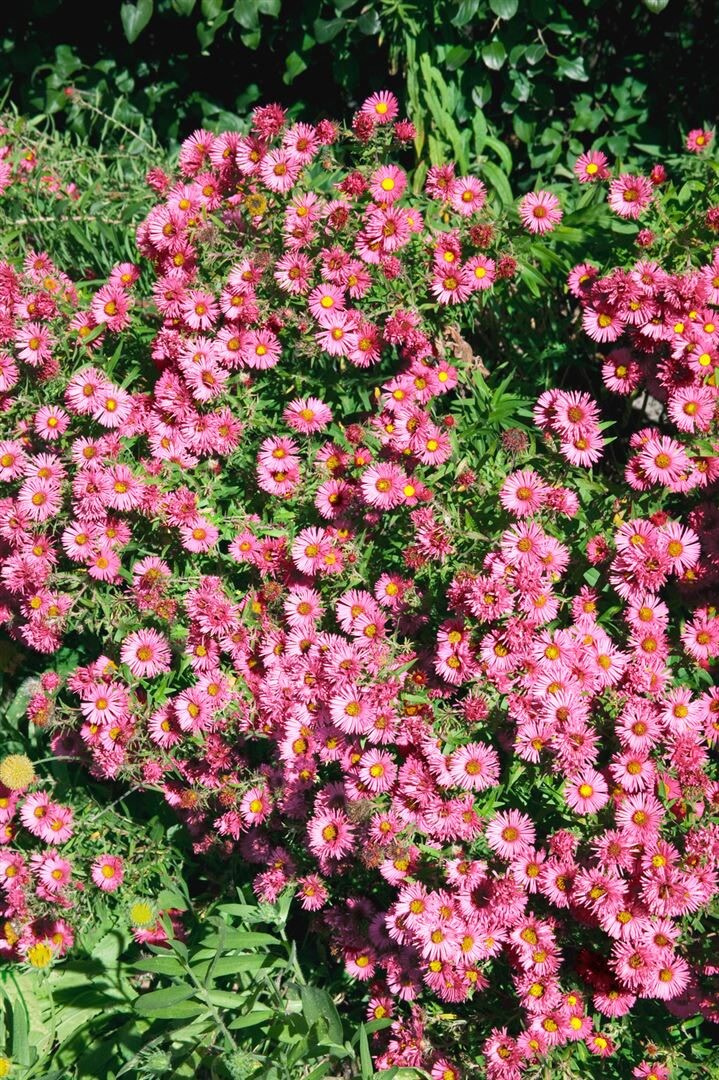 Aster novae-angliae 'Rudelsburg', Herbstaster, violett, ca. 11x11 cm Topf - Bild 1