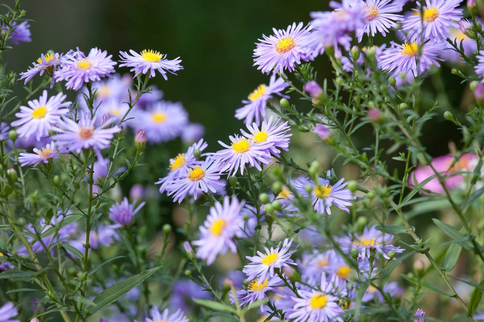 Aster novae-angliae 'Treasure', Herbstaster, violett, ca. 11x11 cm Topf - Bild 1