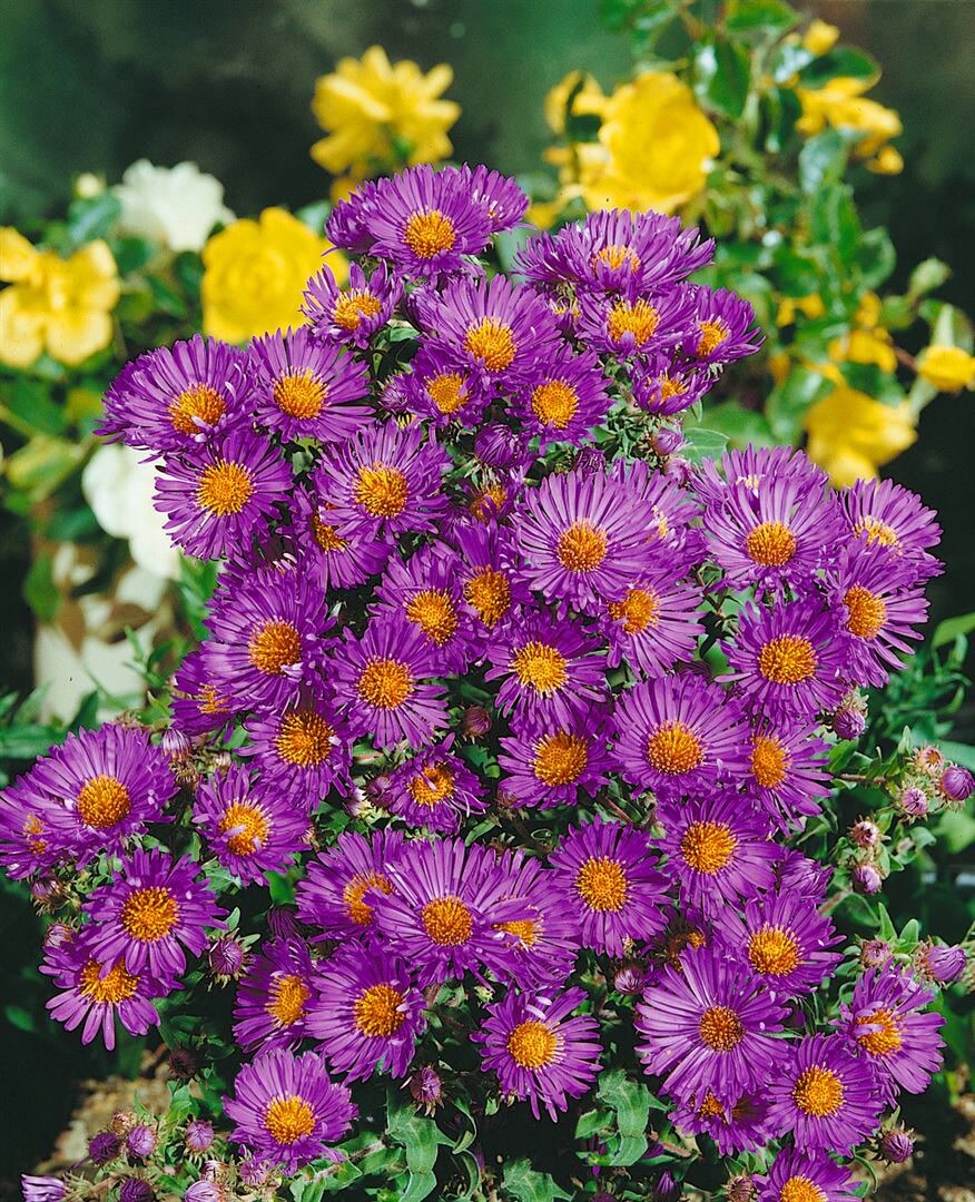 Aster novae-angliae 'Violetta', Herbstaster, violett, ca. 9x9 cm Topf - Bild 1