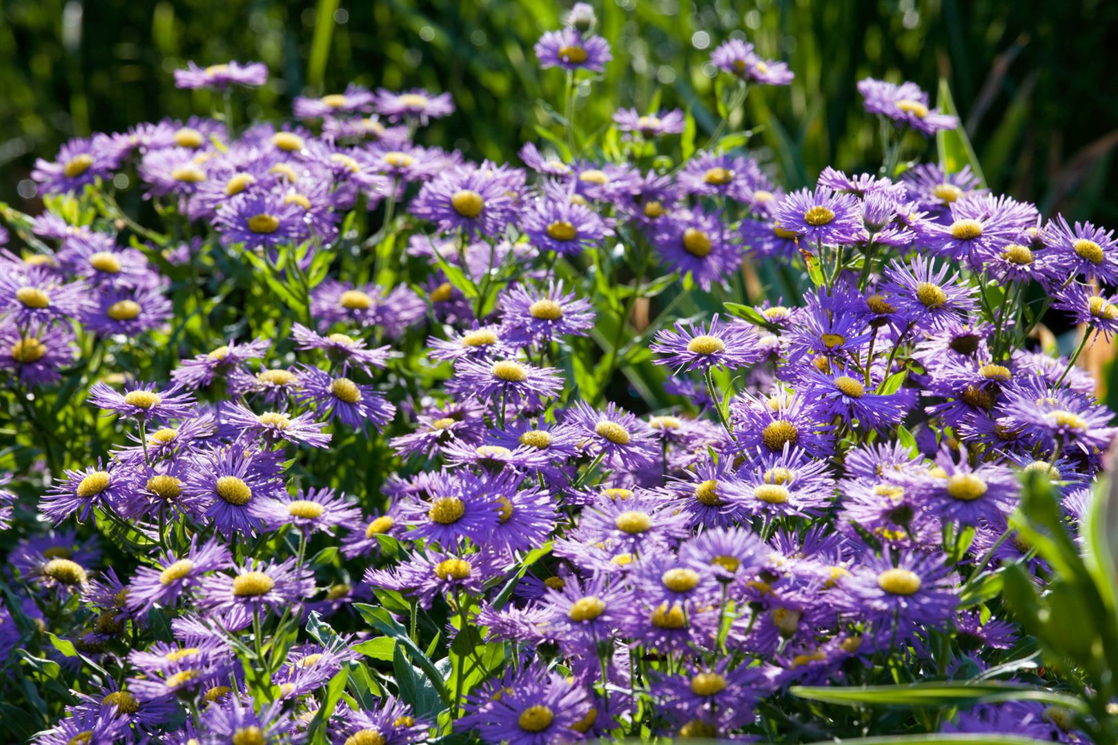 Aster novi-belgii 'Bl&uuml;tenmeer', Herbstaster, rosa, ca. 9x9 cm Topf - Bild 1