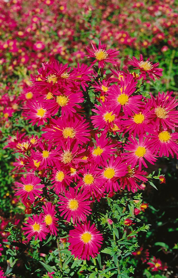 Aster novi-belgii 'Crimson Brocade', Herbstaster, rot, ca. 9x9 cm Topf - Bild 1