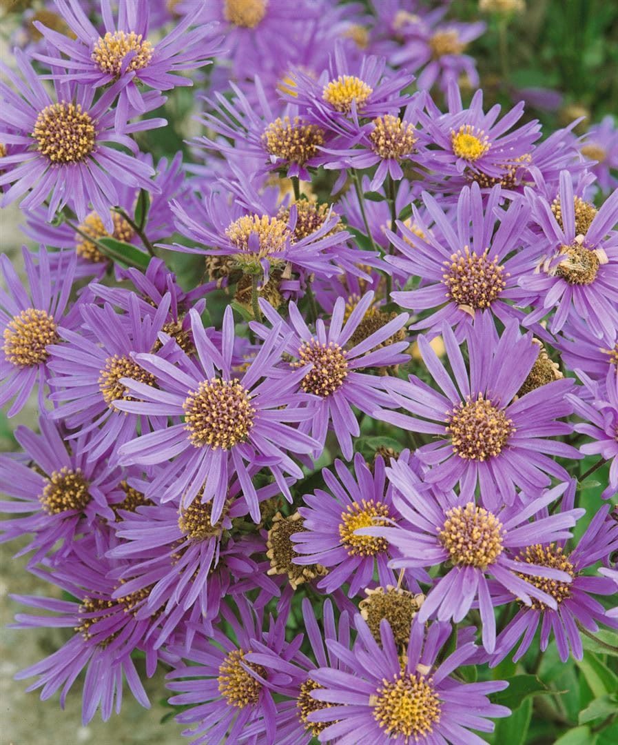 Aster novi-belgii 'Dauerblau', Herbstaster, blau, ca. 11x11 cm Topf - Bild 1