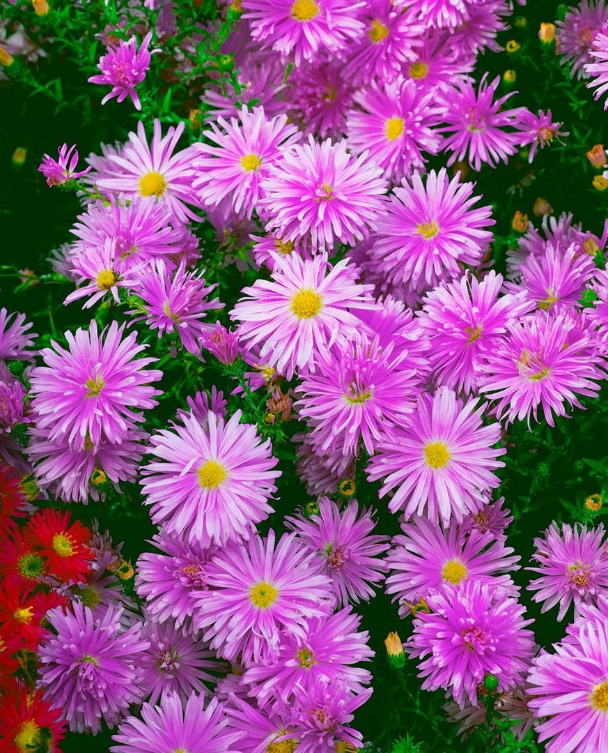 Aster novi-belgii 'Karminkuppel', Herbstaster, karminrot, ca. 9x9 cm Topf - Bild 1