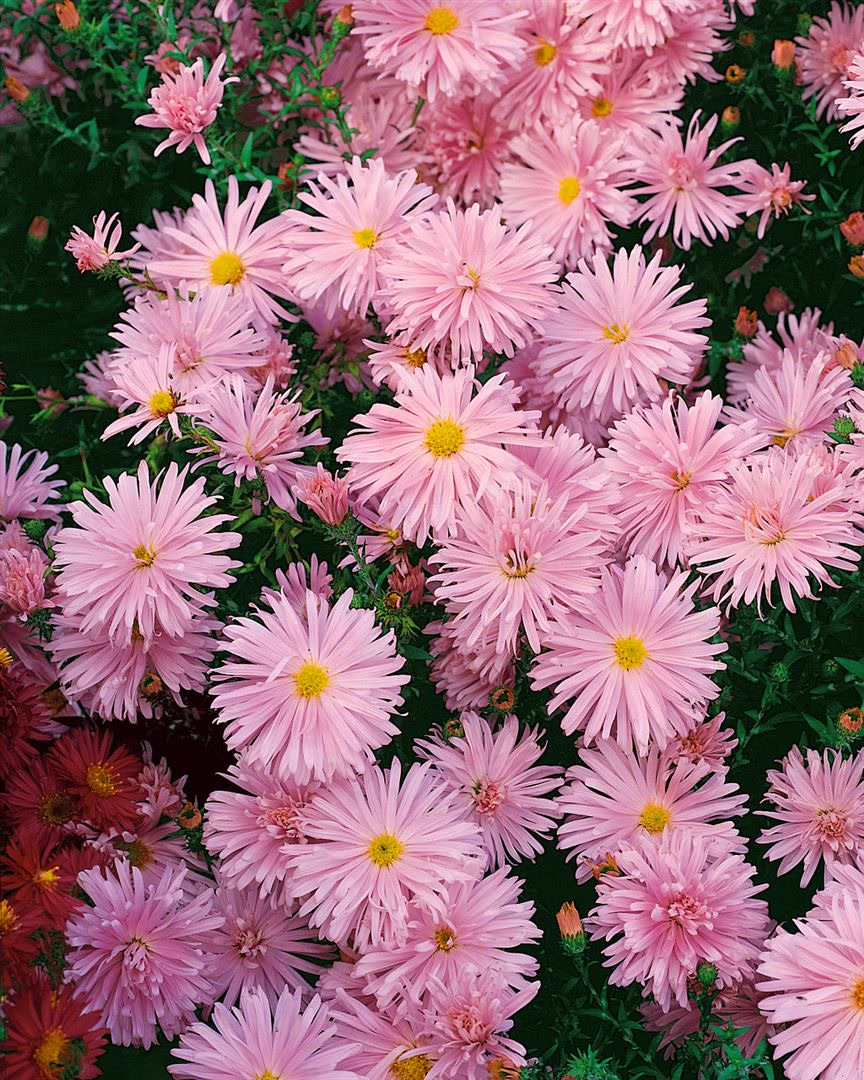 Aster novi-belgii 'Rosaperle', Herbstaster, rosa, ca. 9x9 cm Topf - Bild 1