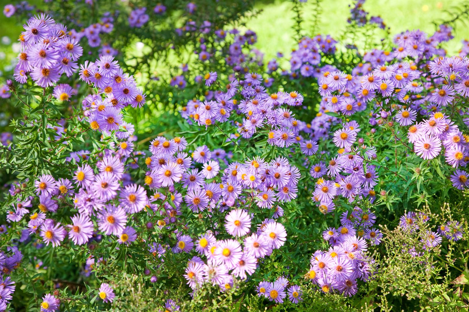 Aster novi-belgii 'Rosenquarz', Glattblatt-Aster, rosa, ca. 9x9 cm Topf - Bild 1