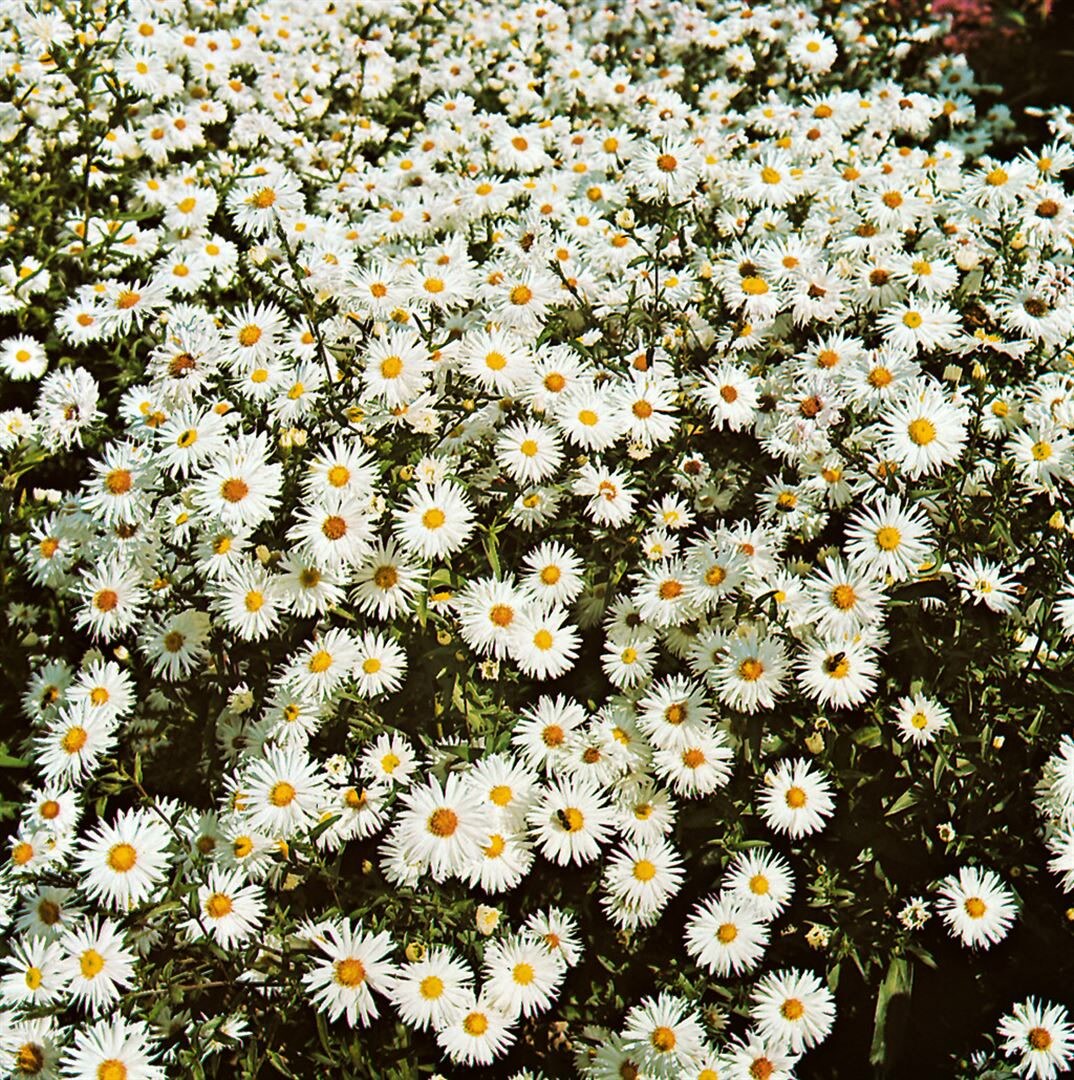 Aster novi-belgii 'Schneeberg', Herbstaster, wei&szlig;, ca. 9x9 cm Topf - Bild 1