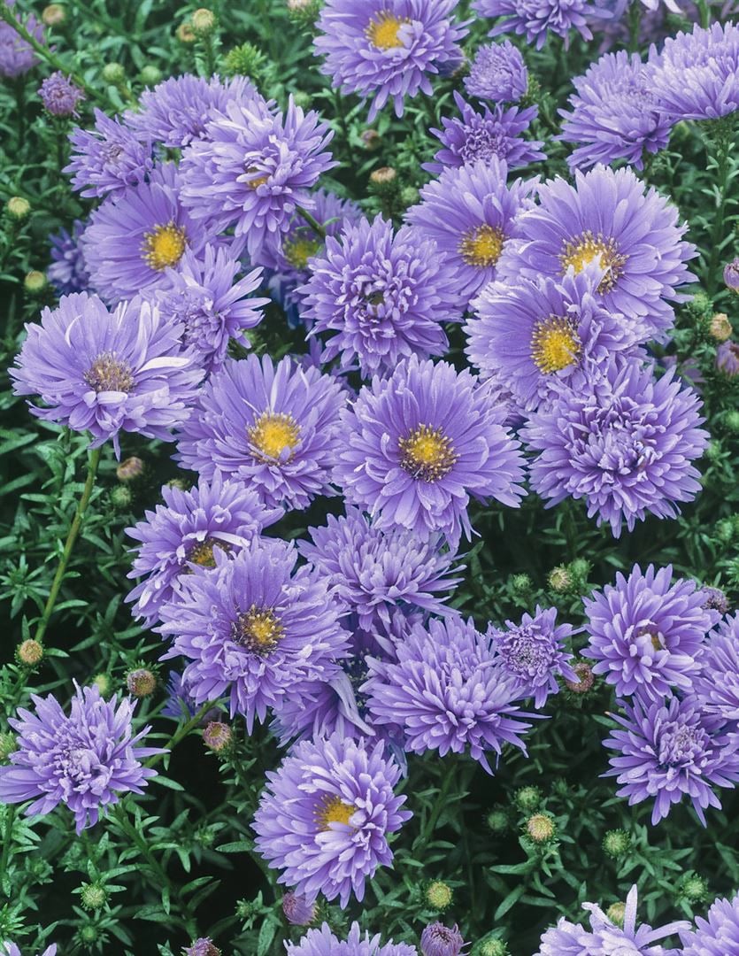 Aster novi-belgii 'Sch&ouml;ne von Dietlikon', Herbstaster, ca. 9x9 cm Topf - Bild 1