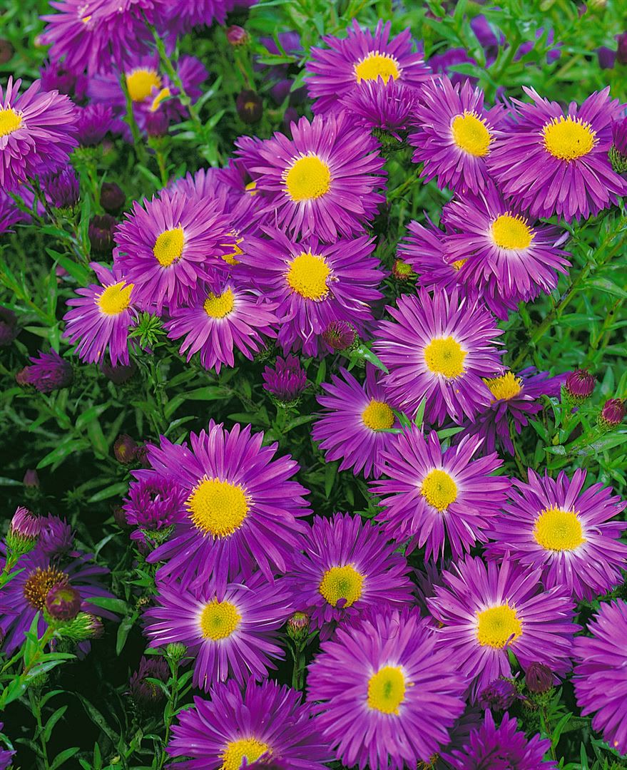 Aster novi-belgii 'Violetta', Glattblatt-Aster, violett, ca. 11x11 cm Topf - Bild 1