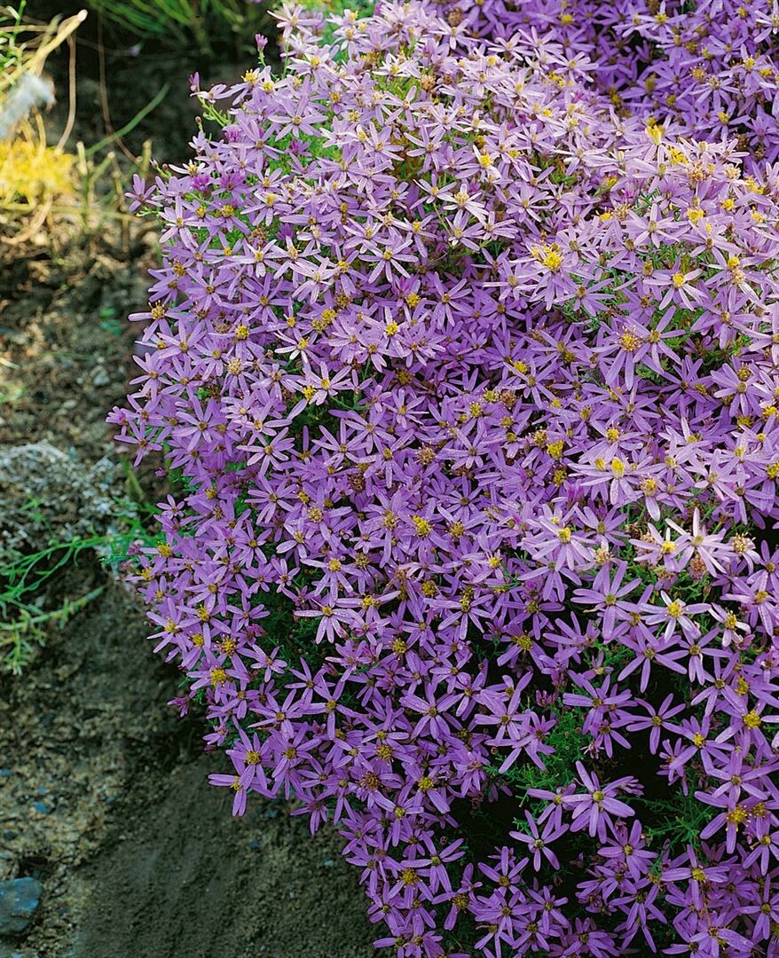Aster sedifolius 'Nanus', blauviolett, ca. 9x9 cm Topf - Bild 1