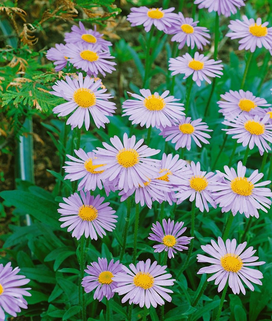 Aster tongolensis 'Wartburgstern', violettblau, ca. 9x9 cm Topf - Bild 1