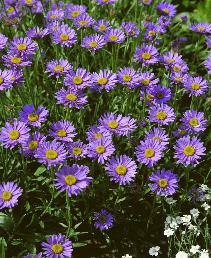 Aster turbinellus, Herbstaster, lavendelblau, ca. 9x9 cm Topf - Bild 1