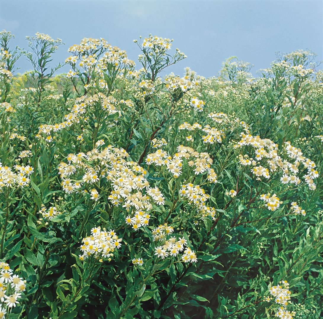Aster umbellatus 'Wei&szlig;er Schirm', wei&szlig;, ca. 11x11 cm Topf - Bild 1