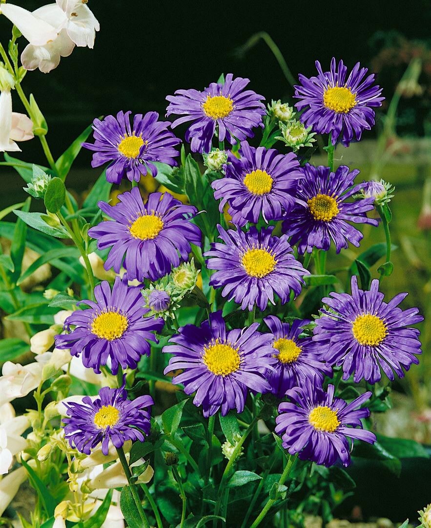Aster x frikartii ‚Jungfrau‘, Herbstaster, lavendelblau, ca. 9×9 cm Topf | 04063654288794