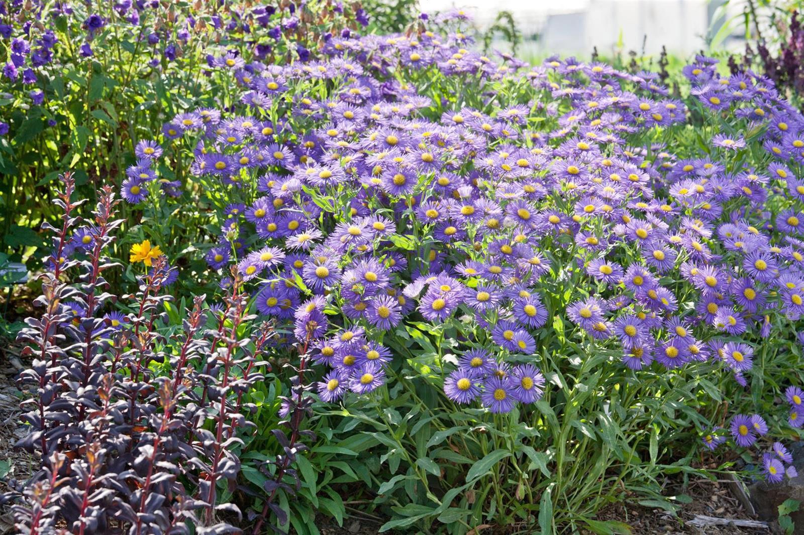 Aster x frikartii 'M&ouml;nch', lavendelblau, ca. 9x9 cm Topf - Bild 1