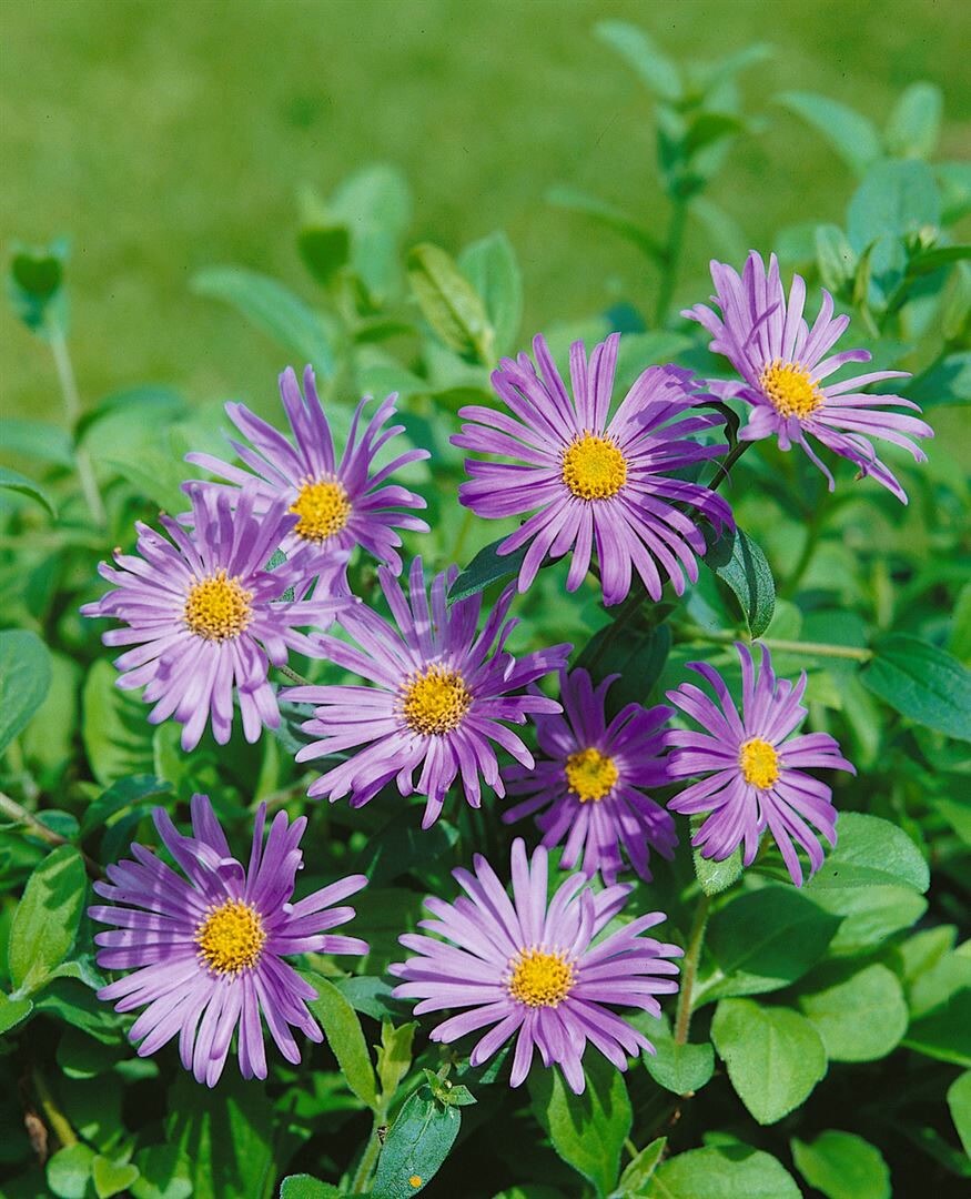 Aster x frikartii ‚Wunder von Stäfa‘, lavendelblau, ca. 9×9 cm Topf | 04063654288817