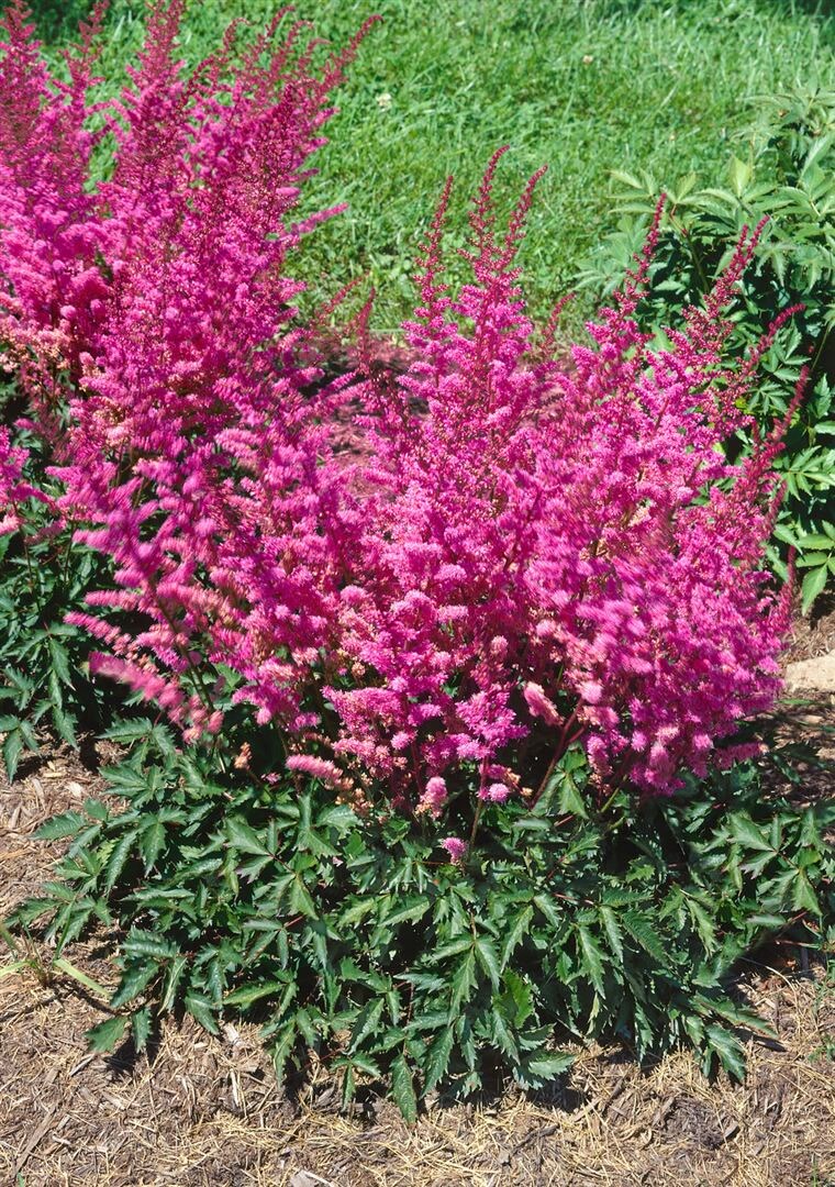 Astilbe chinensis 'Veronica Klose', Prachtspiere, rosa, ca. 9x9 cm Topf - Bild 1