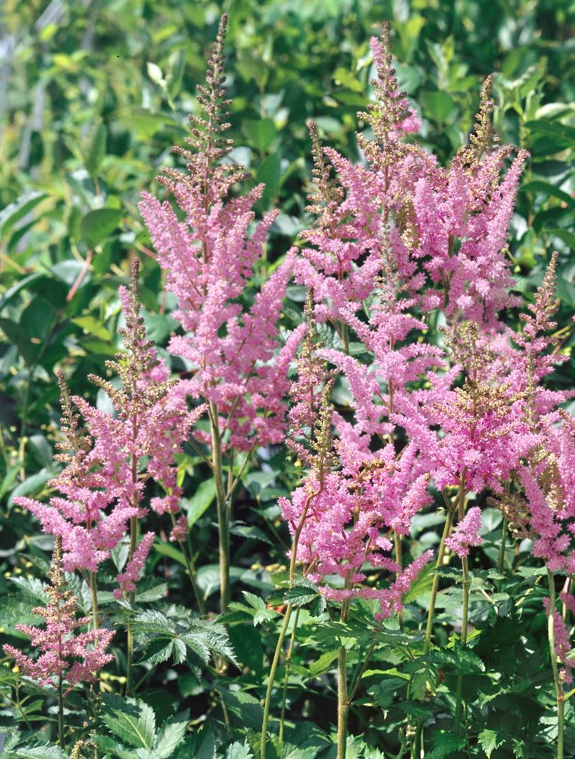 Astilbe chinensis 'Visions in Pink', rosa, ca. 11x11 cm Topf - Bild 1