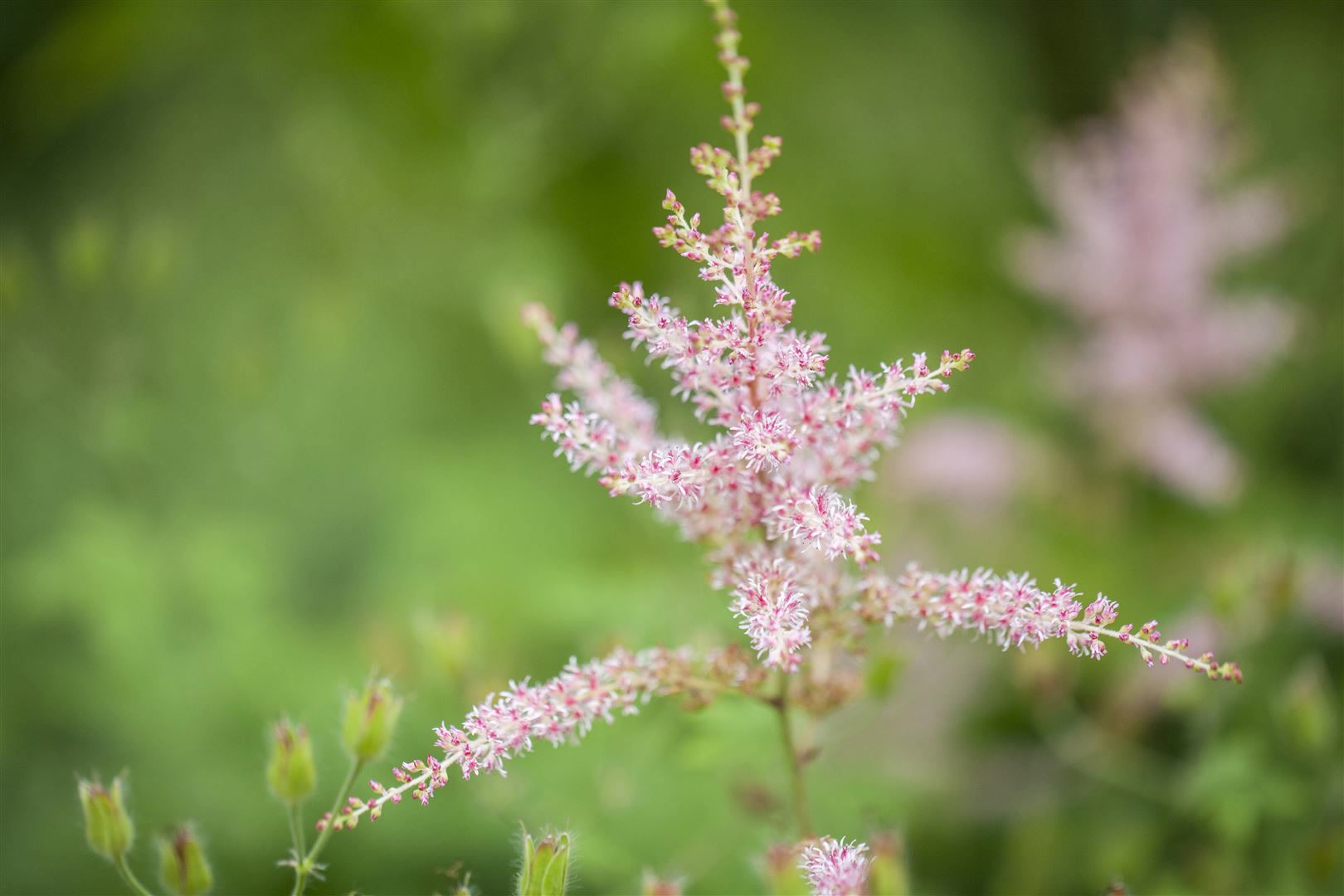 Astilbe glaberrima 'Hennie Graafland', rosa Bl&uuml;ten, ca. 9x9 cm Topf - Bild 1