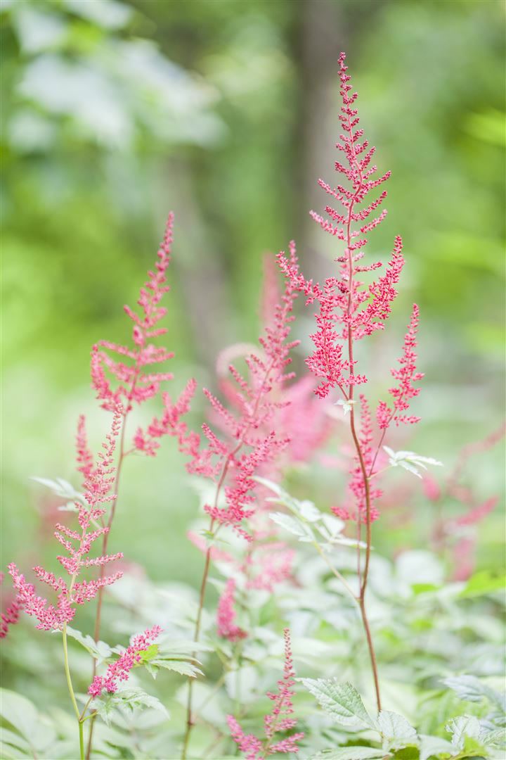 Astilbe glaberrima 'Sprite', Zwerg-Prachtspiere, rosa, ca. 9x9 cm Topf - Bild 1