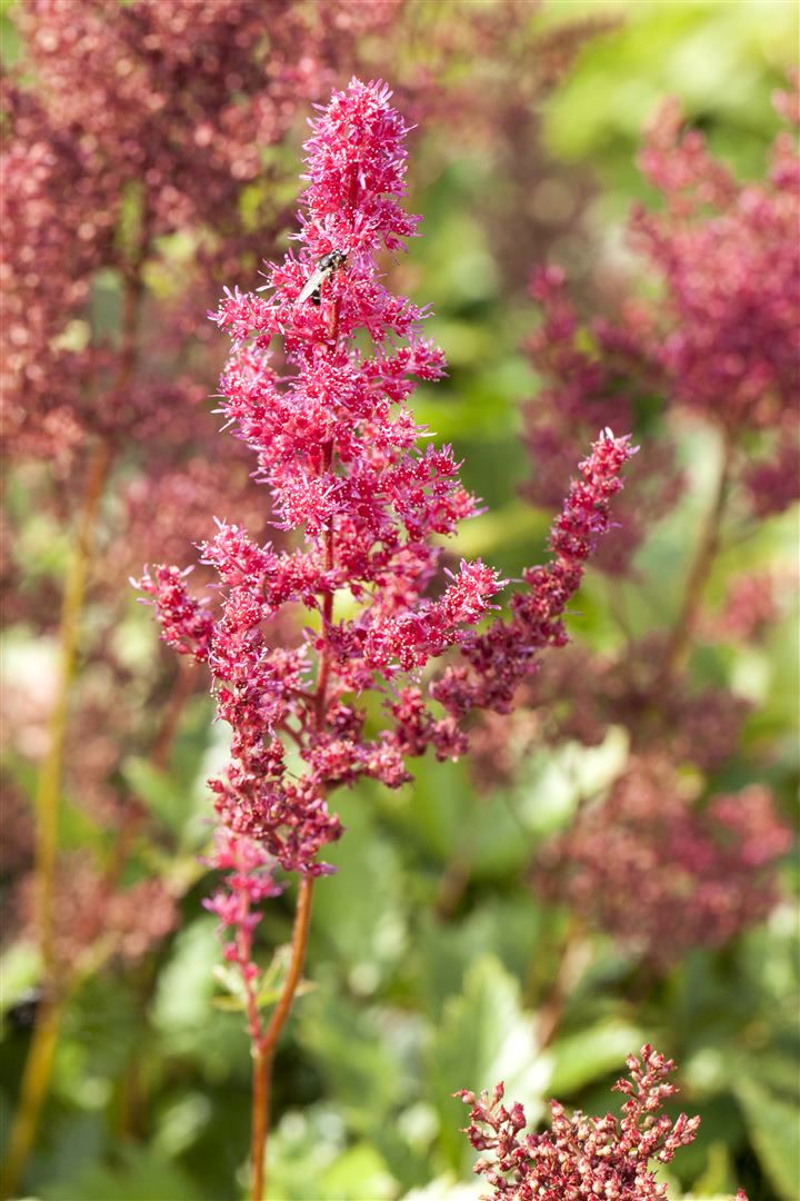 Astilbe japonica 'Bremen', Prachtspiere, rosa Bl&uuml;ten, ca. 9x9 cm Topf - Bild 1