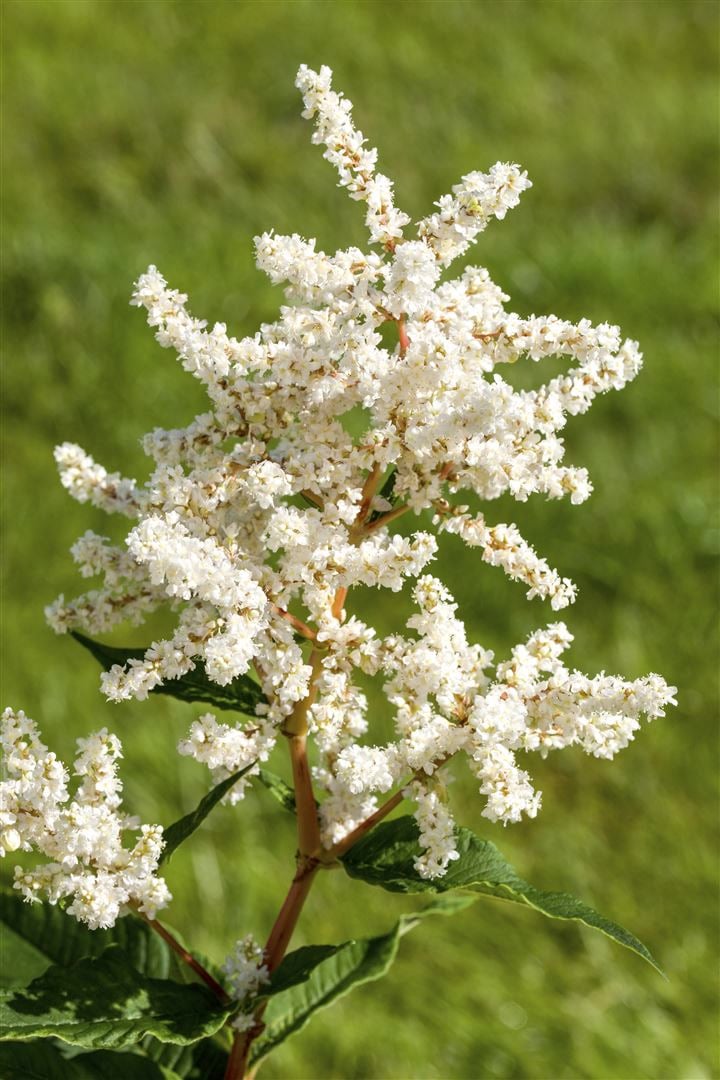Astilbe japonica 'Deutschland', Prachtspiere, wei&szlig;, ca. 9x9 cm Topf - Bild 1