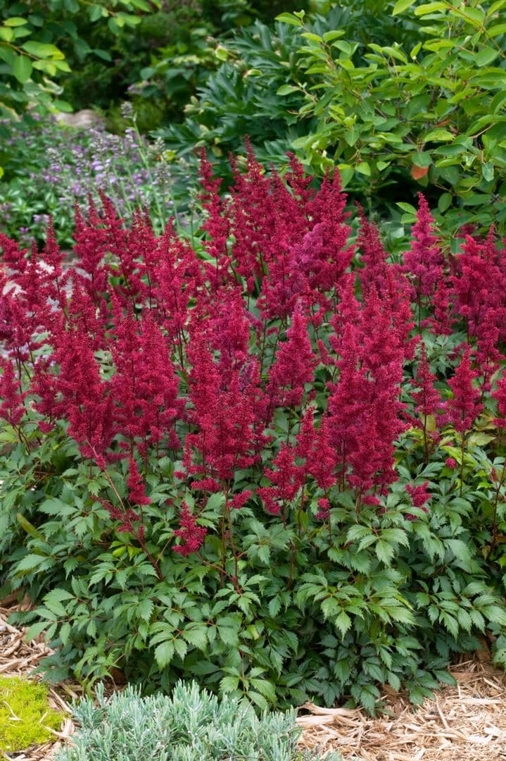 Astilbe japonica 'Etna', Prachtspiere, leuchtend rot, ca. 11x11 cm Topf - Bild 1